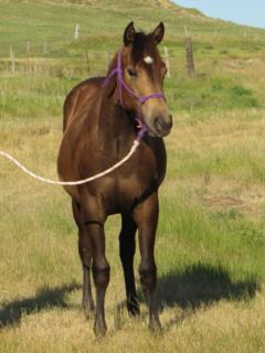 Pictured as a yearling